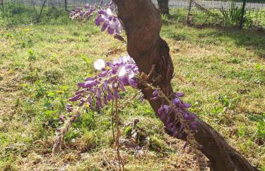 Appartamento in Cascina Cortazza - Foto 31