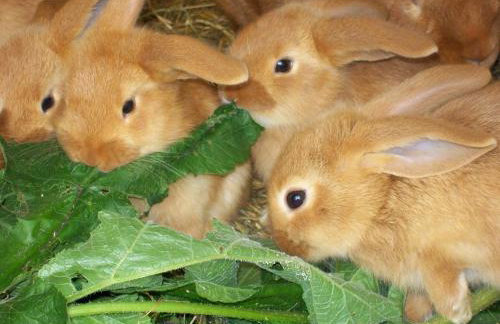 Döllelhof Erding - Foto 32