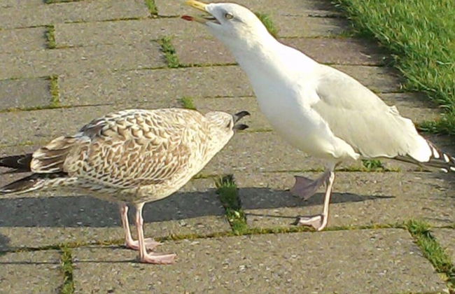 Lutje Carolinensiel Harlesiel - Foto 8