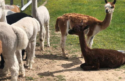 Chalet authentique à Clermont-Créans avec piscine partagée - Photo 25