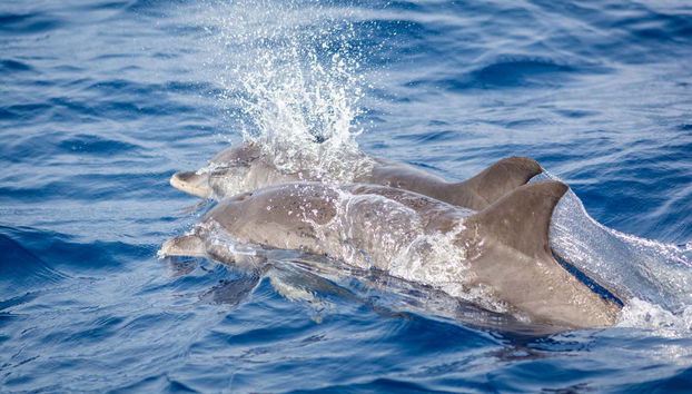 Golfinhos perto do barco
