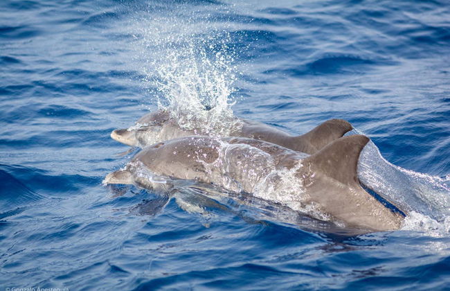 Whale & Dolphin Watching in Puerto Calero - Photo 10