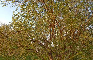 DOM w JESIONACH Brajniki - działka 1 HEKTAR - Photo 23