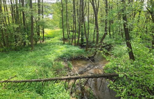 1-Zimmer-Studio am Waldrand - Photo 24