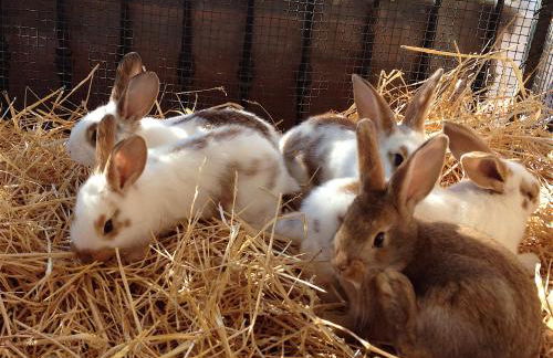 Agriturismo Ca' Isotta - Photo 25