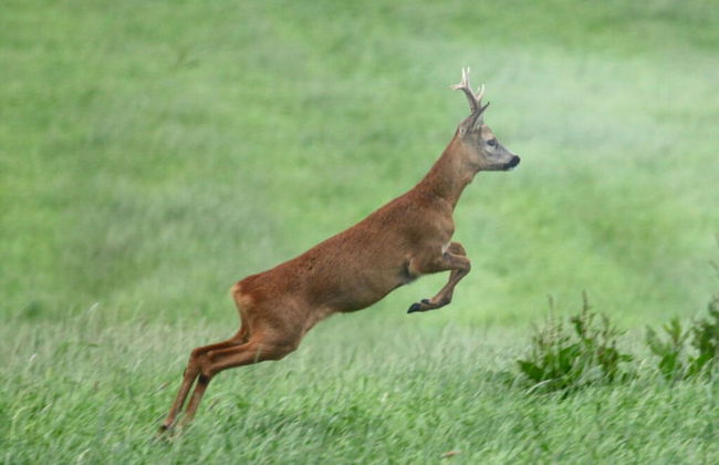 Holiday Apartment Sternhoh - Photo 11