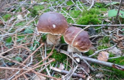 Ferienwohnung Sonnenblick und Relax - Foto 27