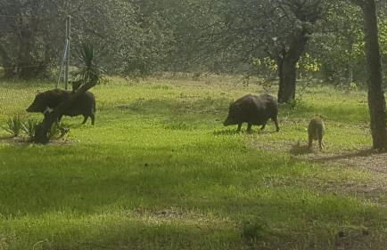 MASIA BARTOMEU Rural house between vineyards 2km from the beach - Foto 27