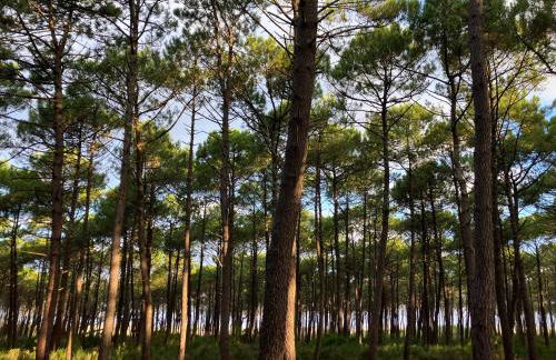 Ecolodge 'Calme et Nature' avec Piscine au Golf-Lac-Plages Océanes - Couchage 2 personnes - Foto 28