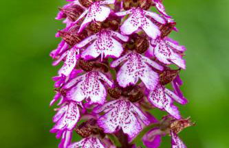 Casale Coccinella - Foto 21