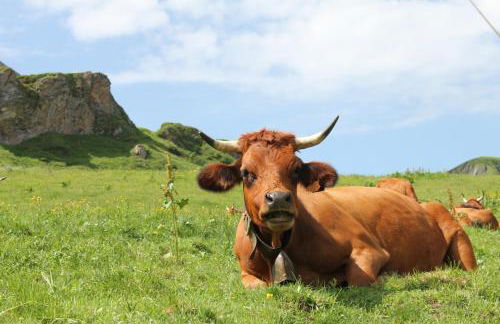 La Perle Des Alpes C2 - Foto 18