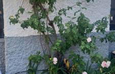 El Mesón de Higuera de la Sierra - Foto 7