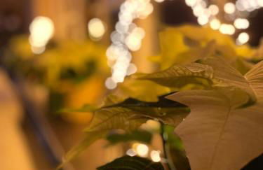 Dottie's Place - Foto 7