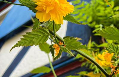 Hexenhäuschen Dreieichenhain - Foto 34