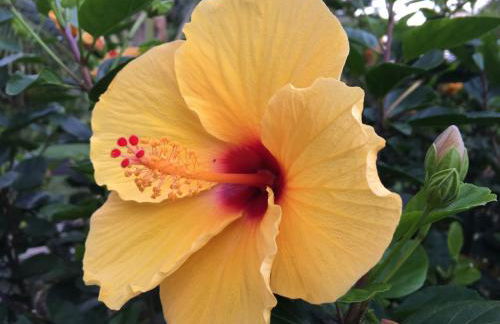 Mediteranean style Ohana Rental / Garden Bungalow in Pahoa - Photo 18