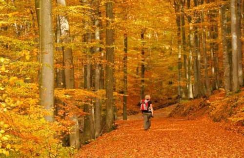 3 Sterne Ferienwohnung Pape - Foto 6