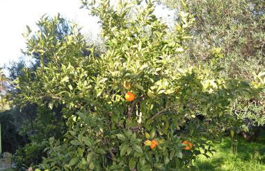 Rumpis Traditional House - Foto 33