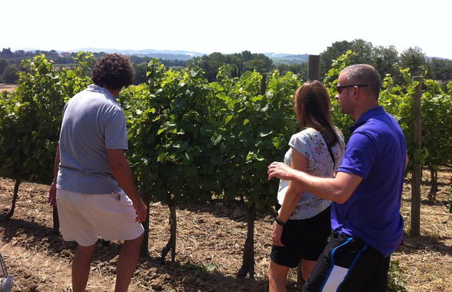 Cité de Carcassonne und private Weinprobe von Toulouse - Foto 3