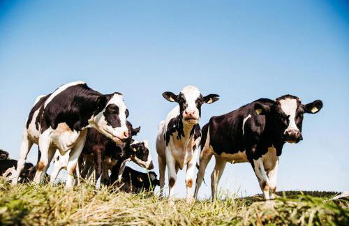 Ferienwohnung Liselotte - Foto 26