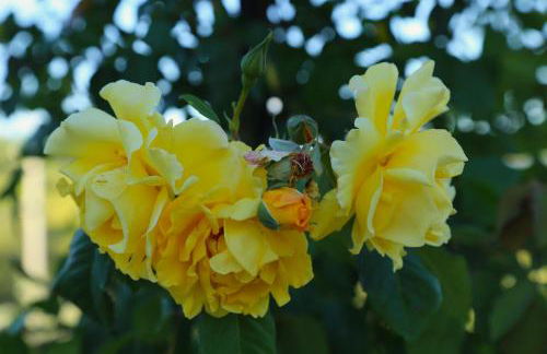 Casa Maria - Foto 45