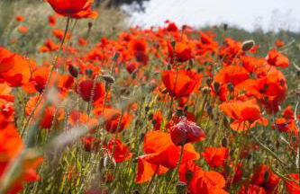 Fewo Kerzenzimmer - Märchen aus Wachs und Flamme - Foto 23