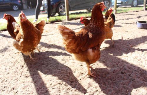 Heidehof Carstens - Ferienwohnung Wacholder - Foto 12