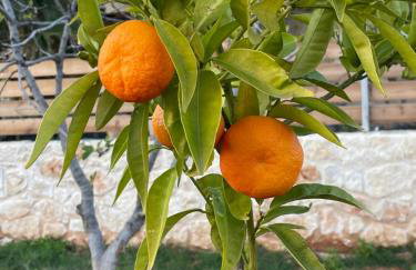 Katikies Savrani - Foto 59