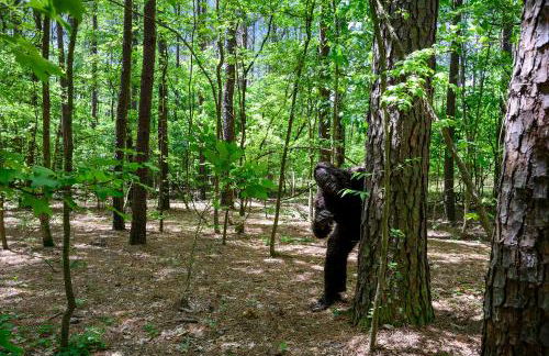 Hickory Bear - Cabin surrounded by pines, Sleeps 10, Hot Tub, Fire Pit, Arcade, Foosball Table & Deck Slide - Photo 76