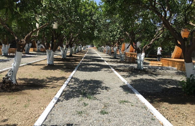 Limon Datca - Foto 13