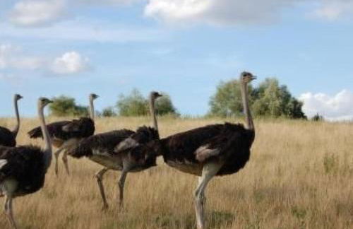 Holiday Home Alleenwiesen by Interhome - Photo 14