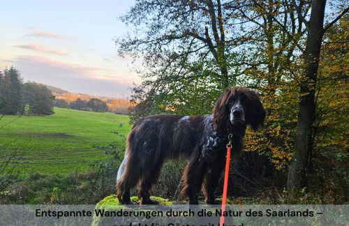 Ferienwohnung Schwarzhof Hahnekräh am Bostalsee - Foto 57