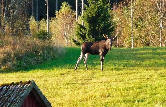6 Person Holiday Home in Sandhult-by Traum - Photo 11