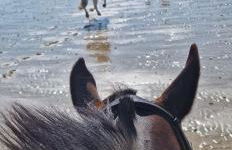 Aspen Leaves: The perfect farm retreat - Foto 28