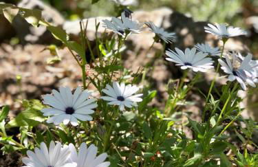 AragoniteAzzurra Casa Vacanza - Foto 77