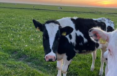 Ferienhaus Sandbar direkt am Deich - Foto 26