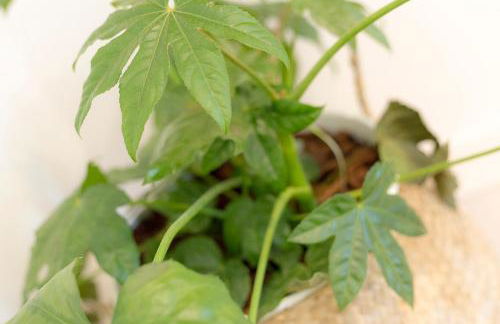 Luz de Viro - Foto 69