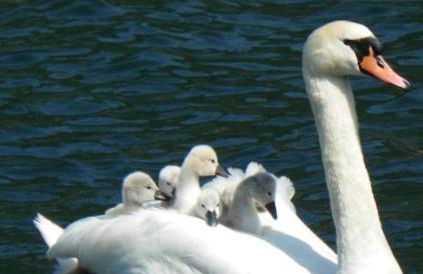 Villa Primula - Foto 69