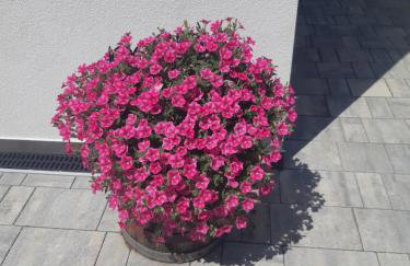 Papillon i Dolce Vita - Foto 14