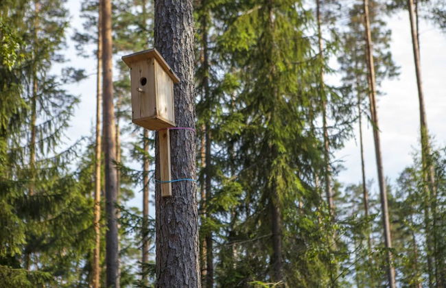 Shishki na Lampushke - Russkaya Derevnya - Foto 4