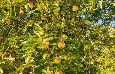Idyllic Vacation Home In The Elbe Floodplains - Foto 24