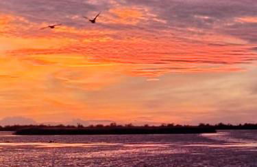 De l'eau et des oiseaux ! - Foto 12