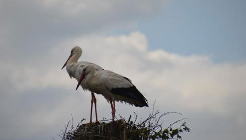 Gîte Les Glycines 68230 TURCKHEIM - Photo 5