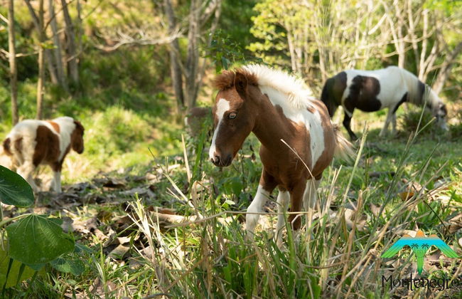 EcoHotel Montenegro - Photo 35
