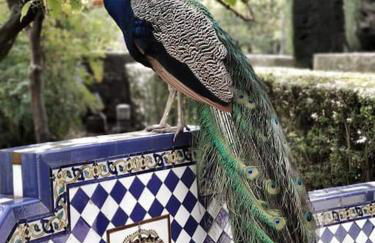 Star's House Sevilla.Con piscina,10 min de Sevilla - Foto 42