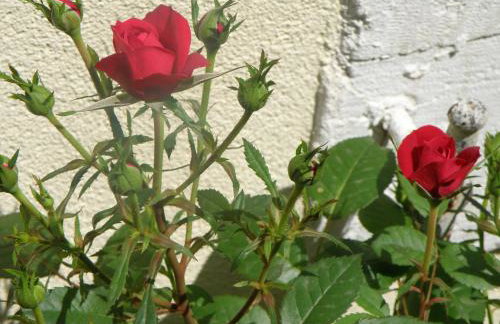 Apartments Solitudo - Foto 33