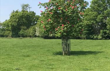 The Burrow - Foto 15