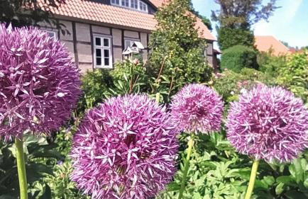 Ferienwohnung Birnengarten am Pfarrgarten Starkow - Foto 16