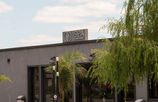 Olivos de Monte - Foto 48