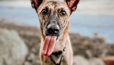 Ferienwohnung Sunset bei Warnemünde - Foto 3