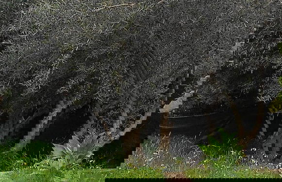 Sicily 2 - 3 - 4 Person With Pool - Foto 16